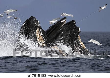 Stock Image - Humpback Whales (Megaptera novaeangliae) cooperative bubble-net feeding for herring in Iyoukeen Bay, Chichagof Island, Southeast Alaska.. Fotosearch