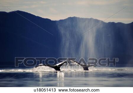 Stock Image - Humpback whales (Megaptera novaeangliae) fluking up to dive. Alaska. Fotosearch