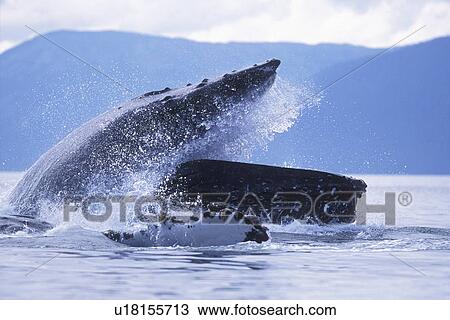 Humpback Whales (Megaptera novaeangliae) cooperatively bubble-net feeding in Chatham Strait, Southeast Alaska, USA. View Large Photo Image Stock Image - Humpback Whales (Megaptera novaeangliae) cooperatively bubble-net feeding in Chatham Strait, Southeast Alaska, USA.. Fotosearch