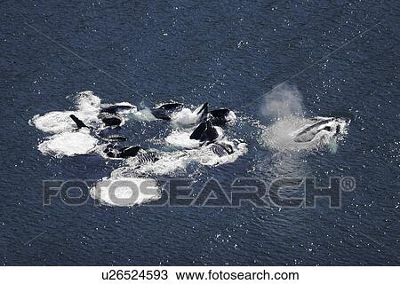 Stock Image - Humpback Whales (Megaptera novaeangliae) Aerial view of adults cooperatively bubble-net feeding in Southeast Alaska, USA. Pacific Ocean. Note the expanded ventral pleats as well as the baleen hanging from the upper jaws.. Fotosearch