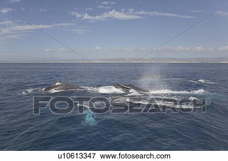 Stock Photo - Humpback Whales (Megaptera novaeangliae). Group of whales, Gulf of California, Mexico.. Fotosearch