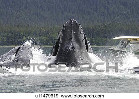 Stock Photo - Humpback Whales (Megaptera novaeangliae) co-operatively bubble-net feeding near small whale watching boat in Stephens Passage, Southeast Alaska, USA. Pacific Ocean.. Fotosearch