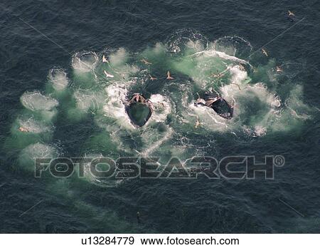 Stock Photo - Humpback Whales (Megaptera novaeangliae). Aerial view of adults co-operatively bubble-net feeding. Gulf of Maine, USA (rr). Fotosearch