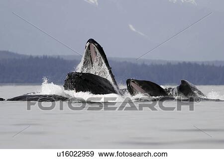 Humpback whales (Megaptera novaeangliae) co-operatively bubble-net feeding in Stephens Passage, Southeast Alaska, USA. Pacific Ocean. View Large Photo Image Stock Photo - Humpback whales (Megaptera novaeangliae) co-operatively bubble-net feeding in Stephens Passage, Southeast Alaska, USA. Pacific Ocean.. Fotosearch