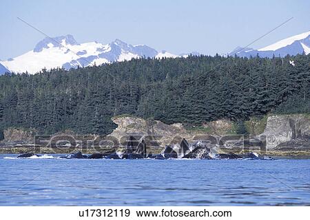 Stock Photo - Humpback Whales (Megaptera novaeangliae) cooperatively bubble-net feeding Lynn Canal, Southeast Alaska, USA.. Fotosearch