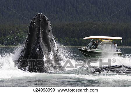 Humpback Whales Megaptera Novaeangliae Co Operatively Bubble Net Feeding Near Whale Watching Boat Note The Herring Jumping To Get Away Inside The Whales Mouth In Stephen S Passage Southeast Alaska Usa Pacific Ocean Stock Photo
