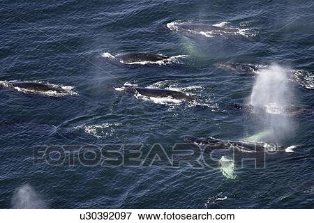 Humpback Whales (Megaptera novaeangliae) Aerial view of adult s preparing to dive in order to cooperatively bubble-net feed in Southeast Alaska, USA. Pacific Ocean. Note the expanded ventral pleats as well as the baleen hanging from the upper jaws. View Large Photo Image Stock Photo - Humpback Whales (Megaptera novaeangliae) Aerial view of adult s preparing to dive in order to cooperatively bubble-net feed in Southeast Alaska, USA. Pacific Ocean. Note the expanded ventral pleats as well as the baleen hanging from the upper jaws.. Fotosearch