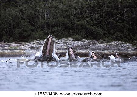 Stock Photograph - Humpback Whales (Megaptera novaeangliae) cooperatively bubble-net feeding Chatham Strait, Southeast Alaska, USA.. Fotosearch