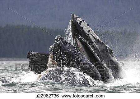 Humpback Whales (Megaptera novaeangliae) co-operatively bubble-net feeding in Stephen's Passage, Southeast Alaska, USA. Pacific Ocean. View Large Photo Image Stock Photograph - Humpback Whales (Megaptera novaeangliae) co-operatively bubble-net feeding in Stephen's Passage, Southeast Alaska, USA. Pacific Ocean.. Fotosearch