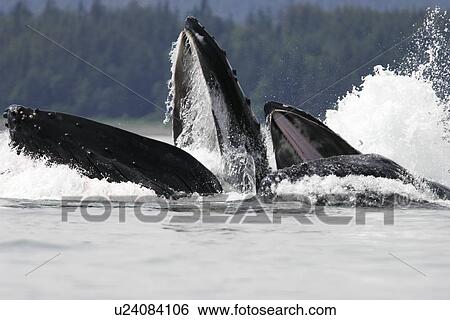 Humpback Whales (Megaptera novaeangliae) co-operatively bubble-net feeding in Stephen's Passage, Southeast Alaska, USA. Pacific Ocean. View Large Photo Image Stock Photograph - Humpback Whales (Megaptera novaeangliae) co-operatively bubble-net feeding in Stephen's Passage, Southeast Alaska, USA. Pacific Ocean.. Fotosearch
