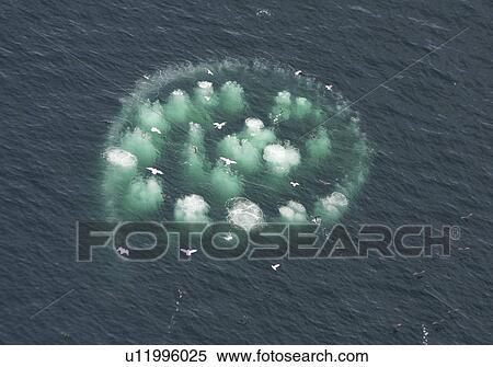 Stock Photography - Humpback Whales (Megaptera novaeangliae). Aerial view of adults co-operatively bubble-net feeding. Gulf of Maine, USA (rr). Fotosearch