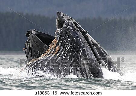 Stock Photography - Humpback Whales (Megaptera novaeangliae) co-operatively bubble-net feeding in Stephen's Passage, Southeast Alaska, USA. Pacific Ocean.. Fotosearch
