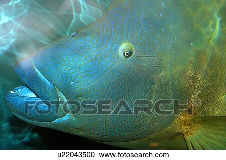 Stock Image - Humphead wrasse head detail, Cheilinus undulatus, vulnerable species found in the Indo-Pacific Oceans; photo taken in captivity. Fotosearch