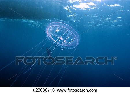 Hydrozoan medusa, Aequorea sp., and diver, Truk lagoon, Chuuk, Federated States of Micronesia, Pacific View Large Photo Image Stock Image - Hydrozoan medusa, Aequorea sp., and diver, Truk lagoon, Chuuk, Federated States of Micronesia, Pacific. Fotosearch