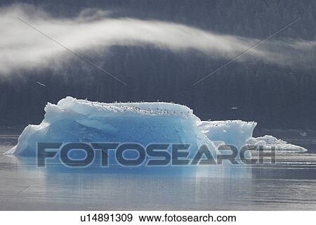 Icebergs and stray pieces that have calved off the Sawyer tidewater Glacier in Tracy Arm, Southeast Alaska, USA. View Large Photo Image Stock Photo - Icebergs and stray pieces that have calved off the Sawyer tidewater Glacier in Tracy Arm, Southeast Alaska, USA.. Fotosearch
