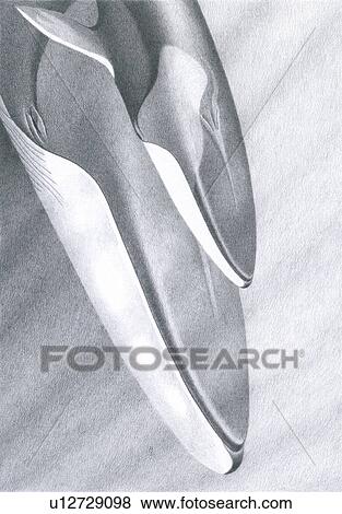 Illustration of mother and calf Fin whales (Balaenoptera physalus) showing characteristic light coloured chevron on right side of head. View Large Photo Image Stock Photo - Illustration of mother and calf Fin whales (Balaenoptera physalus) showing characteristic light coloured chevron on right side of head.. Fotosearch