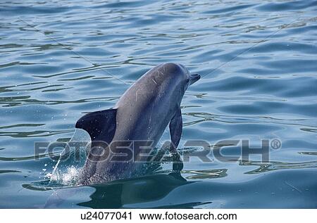 Stock Image - Indo-pacific bottlenose dolphin (Tursiops aduncus) leaping. Buffalo Bay, South Africa. Fotosearch