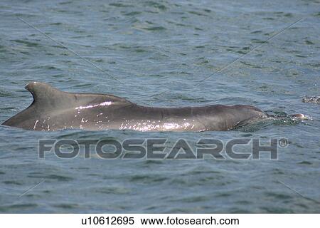 Stock Photography - Indo-Pacific Humpback Dolphin (Sousa chinensis) showing characteristic dorsal hump and snout. Plettenberg Bay, South Africa. Fotosearch