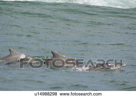 Indo-Pacific Humpback Dolphins (Sousa chinensis) including mother with calf and a propeller cut in adults dorsal fin. Plettenberg Bay, South Africa View Large Photo Image Stock Photo - Indo-Pacific Humpback Dolphins (Sousa chinensis) including mother with calf and a propeller cut in adults dorsal fin. Plettenberg Bay, South Africa. Fotosearch