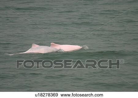 Indo-Pacific humpbacked dolphin (Sousa chinensis) mother (pink) and juvenile surfacing together, Lantau Island, Hong Kong View Large Photo Image Stock Photo - Indo-Pacific humpbacked dolphin (Sousa chinensis) mother (pink) and juvenile surfacing together, Lantau Island, Hong Kong. Fotosearch