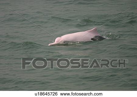 Stock Photograph - Indo-Pacific humpbacked dolphin (Sousa chinensis) mother (pink) and calf surfacing together, Lantau Island, Hong Kong. Fotosearch