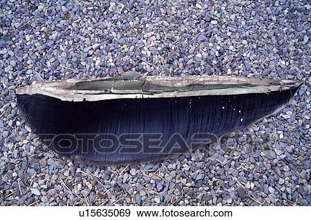 Inside view of baleen plates removed from a young Humpback whale which stranded, dead, on a beach. Cape Cod, USA. View Large Photo Image Stock Photo - Inside view of baleen plates removed from a young Humpback whale which stranded, dead, on a beach. Cape Cod, USA.. Fotosearch
