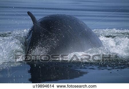 Picture - It's all about being fast and agile when hunting small schooling capelin, the main prey of Minke whales (Balaenoptera acutorostrata) in the St. Lawrence estuary, Canada. Fotosearch