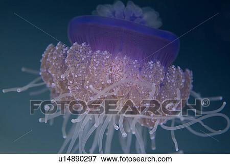 Stock Photo - Jelly fishRed Sea.. Fotosearch