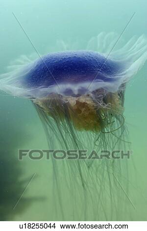Picture - Jellyfish (Cyanea lamarckii). UK. Fotosearch