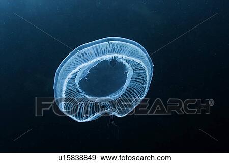 Stock Photo - Jellyfish, Munsom island, Jeju-Do, South Korea (East Sea). Fotosearch