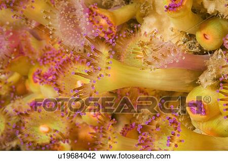 Stock Image - Jewel Anemone (Corynactis viridis) The Manacles, Cornwall, UK. Fotosearch