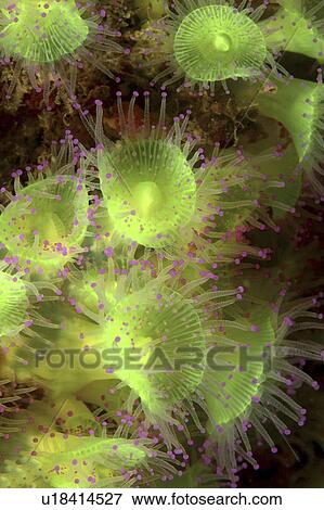 Jewel Anemone (Corynactis viridis ) The Manacles, Cornwall, UK (rr) View Large Photo Image Stock Photo - Jewel Anemone (Corynactis viridis ) The Manacles, Cornwall, UK (rr). Fotosearch
