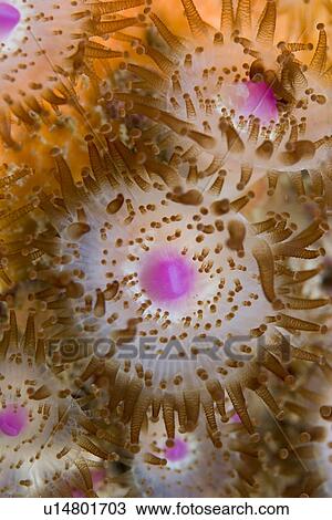 Stock Image - Jewel Anemones (Corynactis viridis), Sark, Channel Islands, UK. Fotosearch