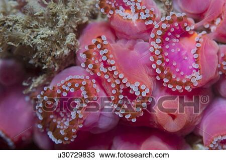 Jewel Anemones (Corynactis viridis), Sark, Channel Islands, UK View Large Photo Image Stock Image - Jewel Anemones (Corynactis viridis), Sark, Channel Islands, UK. Fotosearch