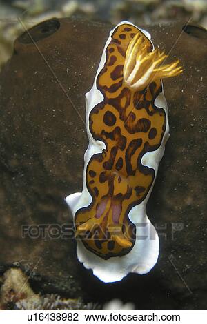 Joshis Magnificent Slug (Chromodoris joshi) seen on the reefs off Pemba, Tanzania, Africa View Large Photo Image Stock Image - Joshis Magnificent Slug (Chromodoris joshi) seen on the reefs off Pemba, Tanzania, Africa. Fotosearch