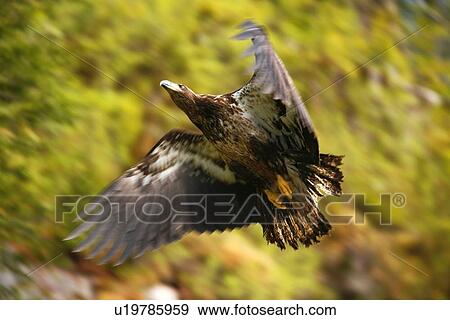 Juvenile bald eagle (Haliaeetus leucocephalus) in flight in Takatz Bay on Baranof Island, Southeast Alaska, USA. Note the brown coloration of the juvenile bald eagle, it is five years until the characteristic white head and tail of the adult coloration ta View Large Photo Image Stock Photo - Juvenile bald eagle (Haliaeetus leucocephalus) in flight in Takatz Bay on Baranof Island, Southeast Alaska, USA. Note the brown coloration of the juvenile bald eagle, it is five years until the characteristic white head and tail of the adult coloration ta. Fotosearch