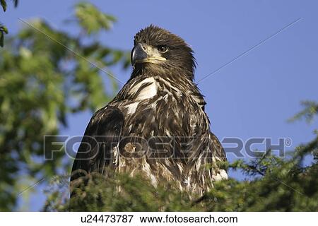 Juvenile bald eagle (Haliaeetus leucocephalus) in tree just outside Petersburg, Southeast Alaska, USA. View Large Photo Image Stock Photo - Juvenile bald eagle (Haliaeetus leucocephalus) in tree just outside Petersburg, Southeast Alaska, USA.. Fotosearch