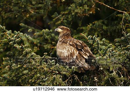 Juvenile bald eagle (Haliaeetus leucocephalus) perched in Sitka Spruce tree (the Alaska state tree) in Takatz Bay on Baranof Island, Southeast Alaska, USA. Note the brown coloration of the juvenile bald eagle, it is five years until the characteristic whi View Large Photo Image Stock Photograph - Juvenile bald eagle (Haliaeetus leucocephalus) perched in Sitka Spruce tree (the Alaska state tree) in Takatz Bay on Baranof Island, Southeast Alaska, USA. Note the brown coloration of the juvenile bald eagle, it is five years until the characteristic whi. Fotosearch