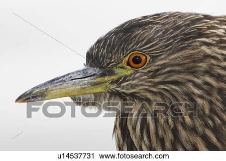 Stock Image - Juvenile Black-crowned Night-heron (Nycticorax falklandicus) on Carcass Island in the Falkland Islands, south Atlantic Ocean.. Fotosearch