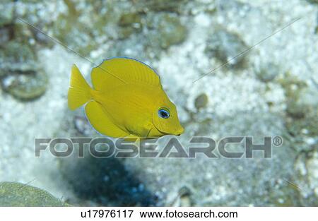 Stock Photo -  Juvenile Blue Tang (Paracanthurus sp). Caribbean.. Fotosearch