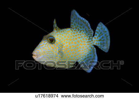 Picture - Juvenile blue triggerfish, Pseudobalistes fuscus, Rongelap, Marshall Islands, Micronesia. Fotosearch