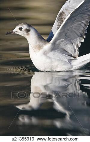 Stock Photo - Juvenile Bonaparte's gull (Larus philadelphia) in the calm waters of Takatz Bay on Baranof Island in Southeastern Alaska, USA. Pacific Ocean.. Fotosearch