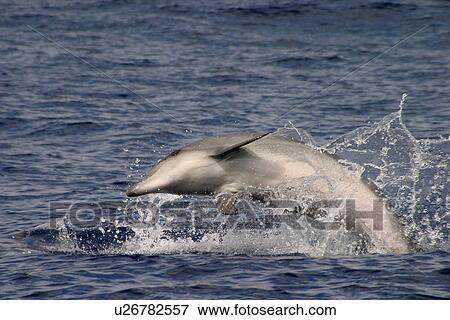 Stock Photo - Juvenile Bottlenose dolphin leaping at surface (Tursiops truncatus) note pink belly Azores, Atlantic Ocean. Fotosearch