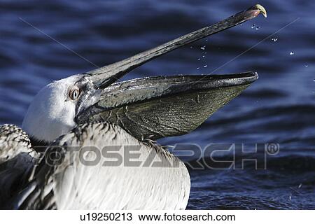 Juvenile Brown Pelican (Pelecanus occidentalis) fishing near Isla Los Islotes in the Gulf of California (Sea of Cortez), Mexico. View Large Photo Image Stock Image - Juvenile Brown Pelican (Pelecanus occidentalis) fishing near Isla Los Islotes in the Gulf of California (Sea of Cortez), Mexico.. Fotosearch