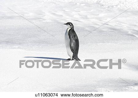 Picture - Juvenile Emperor penguin (Aptenodytes forsteri) from a recently discovered colony on Snowy Hill in the Weddell Sea. This may be the northernmost Emperor penguin colony in Antarctica.. Fotosearch