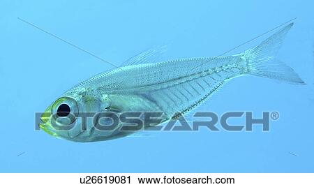 Stock Image - Juvenile Fish (Species unknown). Nuweiba, Egypt (rr). Fotosearch