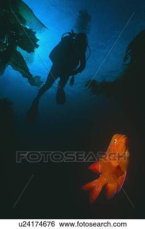 Juvenile Garibaldi fish with silhouette of diver above. California, USA. View Large Photo Image Stock Photograph - Juvenile Garibaldi fish with silhouette of diver above. California, USA.. Fotosearch