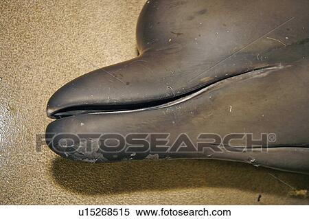 Stock Photography - Juvenile Northern Bottlenose Whale (Hyperoodon ampullatus) lying on the floor of the post mortem room before examination, close up shot of jaws and melon, SAC, Inverness, Scotland.. Fotosearch