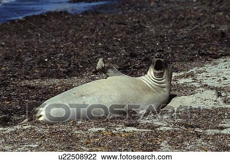 Juvenile Northern elephant seal (Miring angustirostris) sunbathing. Ano Nuevo, California, USA View Large Photo Image Stock Image - Juvenile Northern elephant seal (Miring angustirostris) sunbathing. Ano Nuevo, California, USA . Fotosearch