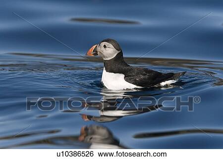 Stock Photograph - Juvenile puffin (Fratercula arctica) on flat calm waters just outside the Norweigian town of Reine in the Lofoton Island Group of Northern Norway, Norwegian Sea.. Fotosearch